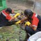 Antisipasi Genangan Banjir, Kecamatan Cibodas Intensifkan Normalisasi Drainase