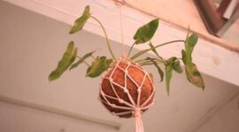 Inovasi Bank Sampah BERGURU, Limbah Kelapa Disulap Jadi Kokedama
