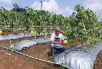 Petani buah Melon sekaligus pengurus Kadin Banten saat memperlihatkan buah Melon Premium.