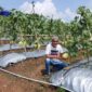 Petani buah Melon sekaligus pengurus Kadin Banten saat memperlihatkan buah Melon Premium.