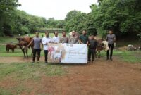 Polda Banten Salurkan 70 Sapi & 5 Domba Qurban ke Masyarakat