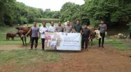 Polda Banten Salurkan 70 Sapi & 5 Domba Qurban ke Masyarakat