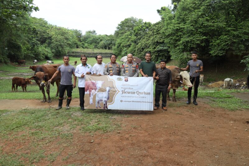 Polda Banten Salurkan 70 Sapi & 5 Domba Qurban ke Masyarakat