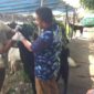 DKP Kota Tangerang Siagakan Ratusan Petugas untuk Awasi Pelaksanaan Kurban