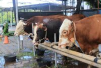 Masjid Raya Al-A’zhom Siapkan 4.000 Kupon Daging Kurban untuk Warga Kota Tangerang