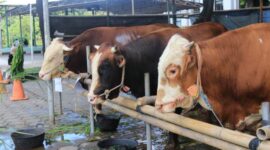 Masjid Raya Al-A’zhom Siapkan 4.000 Kupon Daging Kurban untuk Warga Kota Tangerang