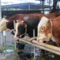 Masjid Raya Al-A’zhom Siapkan 4.000 Kupon Daging Kurban untuk Warga Kota Tangerang