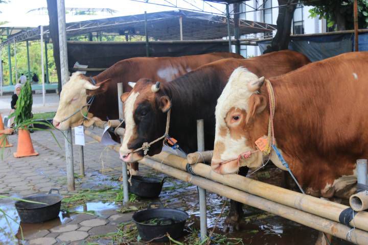 Masjid Raya Al-A’zhom Siapkan 4.000 Kupon Daging Kurban untuk Warga Kota Tangerang