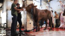 RPH Bayur Kota Tangerang Layani Pemotongan 45 Sapi Kurban pada Iduladha 1447 H
