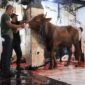 RPH Bayur Kota Tangerang Layani Pemotongan 45 Sapi Kurban pada Iduladha 1447 H