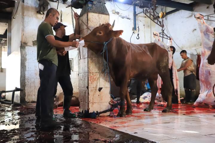 RPH Bayur Kota Tangerang Layani Pemotongan 45 Sapi Kurban pada Iduladha 1447 H