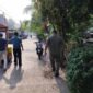 Trantib Cipondoh Tertibkan PKL di Kawasan GOR Gondrong Setelah Tahapan Persuasif Dilakukan