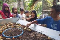 Kampung Darling Perkuat Program ProKlim Melalui Edukasi Maggot untuk Anak-anak