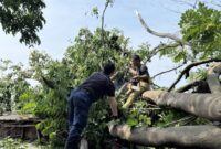 Lihat Pohon Membahayakan di Kota Tangerang? Laporkan Melalui Tangerang LIVE atau Call Center 112