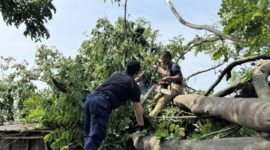 Lihat Pohon Membahayakan di Kota Tangerang? Laporkan Melalui Tangerang LIVE atau Call Center 112
