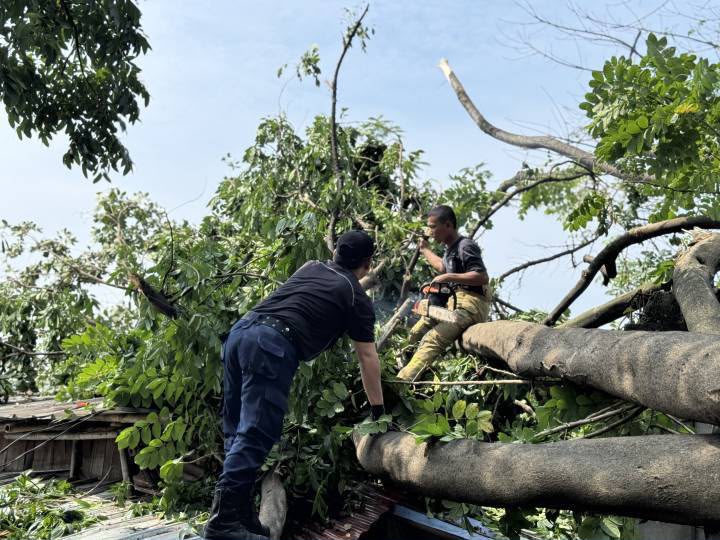 Lihat Pohon Membahayakan di Kota Tangerang? Laporkan Melalui Tangerang LIVE atau Call Center 112