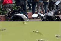 Fenomena Ikan Mengapung di Cisadane, DLH Kota Tangerang Pastikan Kualitas Air Sungai Masih Sesuai Baku Mutu