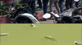 Fenomena Ikan Mengapung di Cisadane, DLH Kota Tangerang Pastikan Kualitas Air Sungai Masih Sesuai Baku Mutu